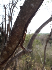 Anolis immaculogularis