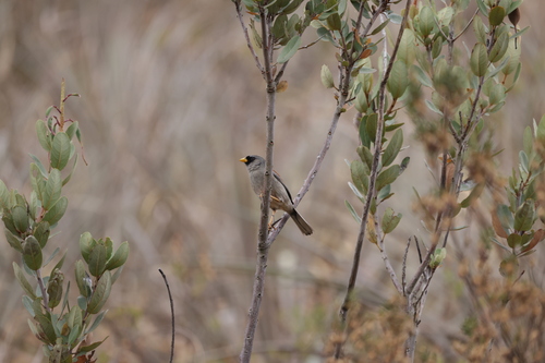 Rufous-backed Inca Finch (Incaspiza personata), photo 3