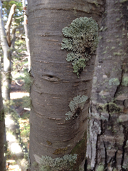 Nothofagus betuloides