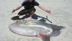 Masturus lanceolatus