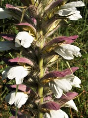 Acanthus spinosus