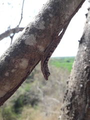 Anolis immaculogularis