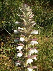 Acanthus spinosus