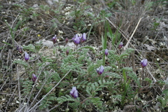 Astragalus asterias