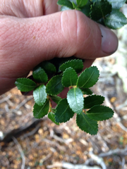 Nothofagus betuloides