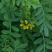 Many-flowered Horseshoe-Vetch - Photo (c) Stuart Roberts, some rights reserved (CC BY-NC), uploaded by Stuart Roberts