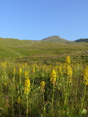 Ligularia subsagittata