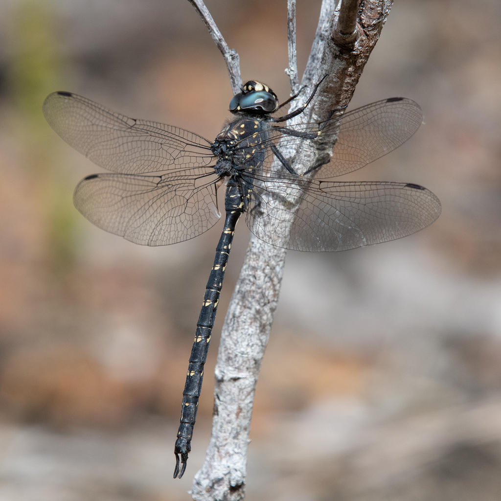 Western Darner