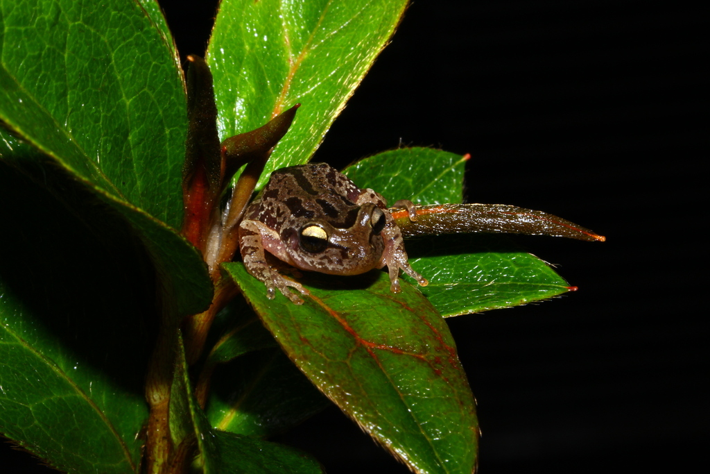 Sazima's Treefrog
