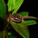 Serra Do Cipó Tree Frog - Photo (c) Esteban Diego Koch, some rights reserved (CC BY-NC-ND), uploaded by Esteban Diego Koch