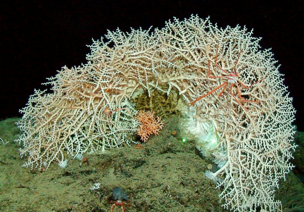 ocular coral