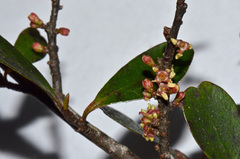 Myrsine australis × divaricata