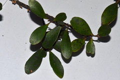 Myrsine australis × divaricata