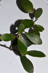Myrsine australis × divaricata
