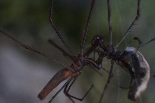 Elongate Stilt Spider photo 4