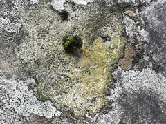 Caloplaca flavovirescens image