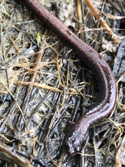 Batrachoseps gregarius