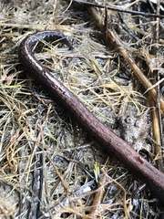 Batrachoseps gregarius