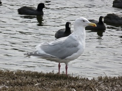 Larus glaucescens