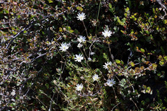 Stellaria gracilenta