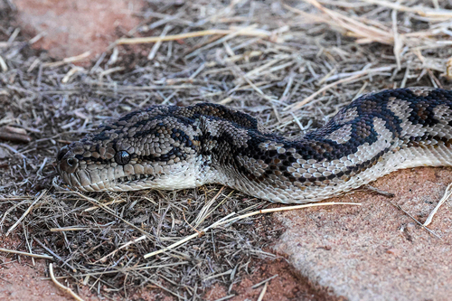Inland Carpet Python sighting