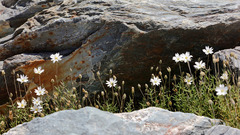 Stellaria gracilenta