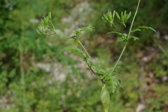 Chaerophyllum nodosum