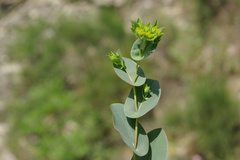Bupleurum rotundifolium