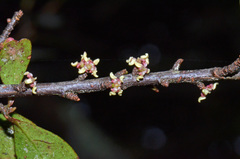 Myrsine australis × divaricata