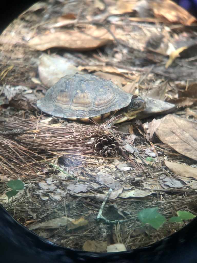 Gulf Coast Box Turtle in September 2023 by Rachel Anderson · iNaturalist