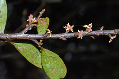 Myrsine australis × divaricata