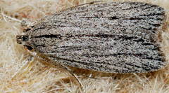 Phloeograptis obliquata