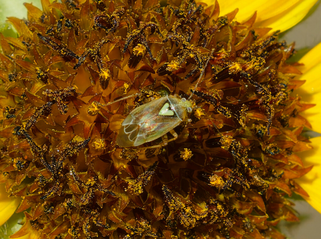 Western Tarnished Plant Bug from Canyon County, ID, USA on September 8 ...