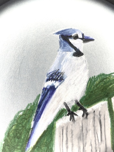 Blue Jay photographed in Illinois