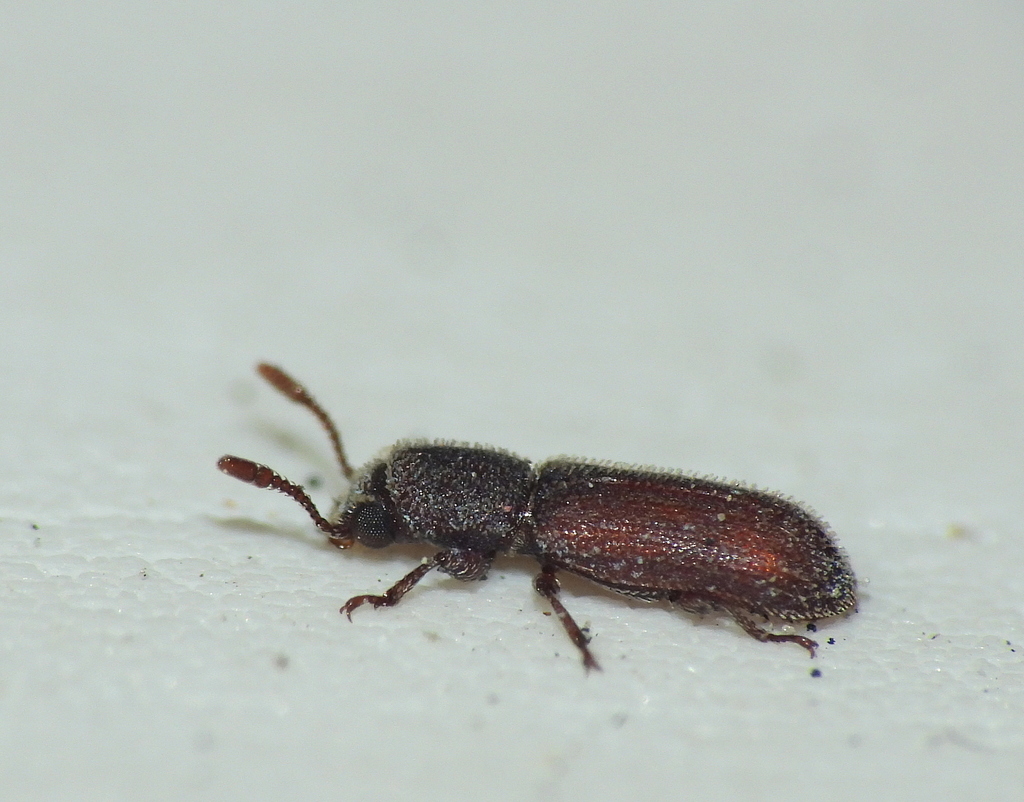 Minthea squamigera
