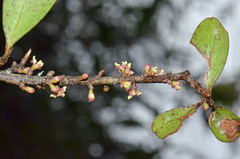 Myrsine australis × divaricata