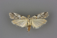 Olybria aliculella