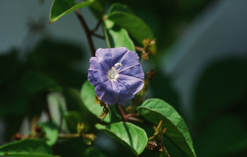 Skyblue Clustervine