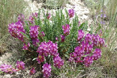 Astragalus brachycarpus