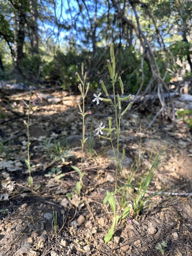 Image of Silene occidentalis by (c) Matt Berger, some rights reserved (CC BY)