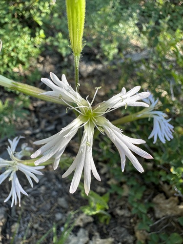 Image of Silene occidentalis by (c) Matt Berger, some rights reserved (CC BY)
