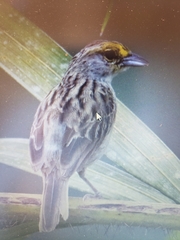 Ammodramus aurifrons