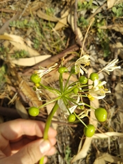 Calostemma luteum