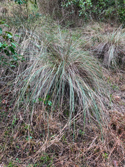 Muhlenbergia lindheimeri