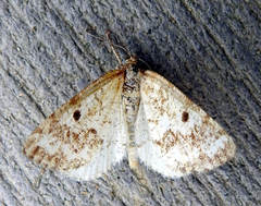 Eufidonia convergaria