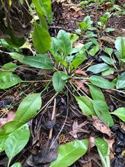 Salvia pentstemonoides
