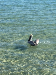 Pelecanus occidentalis