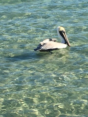 Pelecanus occidentalis