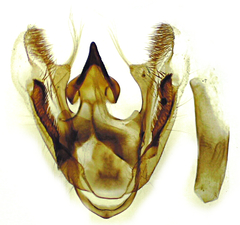 Eufidonia convergaria