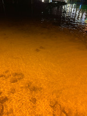 Rhinoptera steindachneri